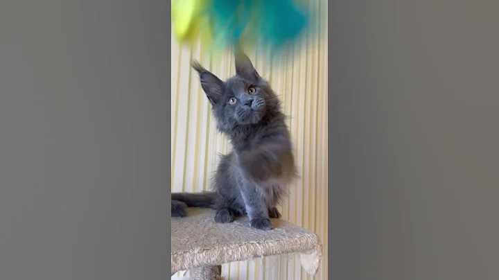Video 8103381: maine coon kitty, blue maine coon