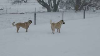 Goofy pups in the snow by EuroTravelerYea 81 views 7 years ago 24 seconds