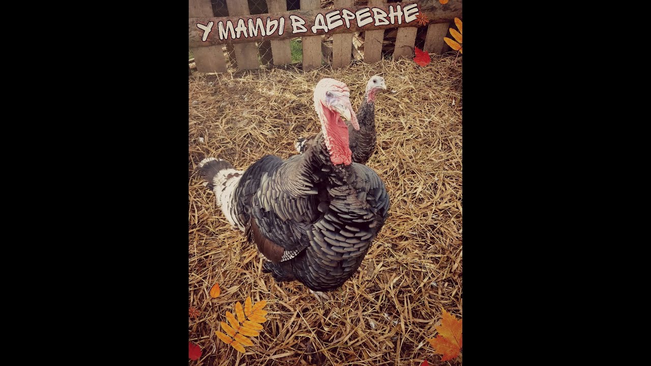 Гусь укусил меня песня айова. Айова клипы. Гусь шипит. Гусь с кривым клювом. Гусь кусается.