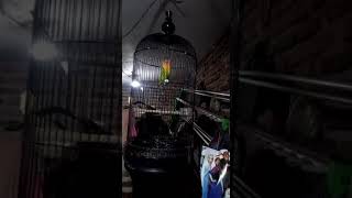 Download Lagu masteran lovebird langsung ngekek MP3