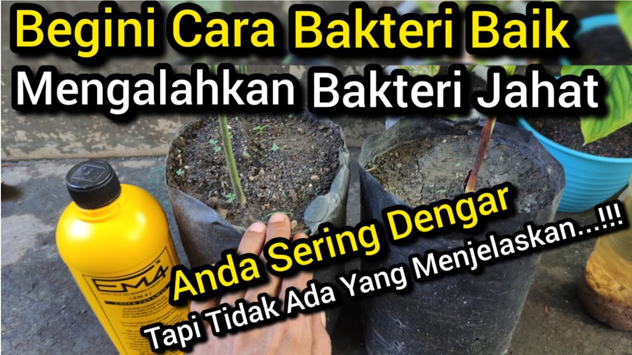 🔴 Bakteri EM4 Kanibal‼️EM4 Bisa Memakan Bakteri Jahat⁉️Memakan Sesama Bakteri/Alolisis