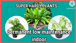 Super hardy plants. Less  demanding plants. Home gardening and ideas #viral