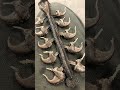 Casting 3d printed bobcat claws in bronze