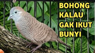 Perkutut Lokal Gacor Suara Besar Pancingan Burung Perkutut Agar Cepat  Bunyi (99% AMPUH)