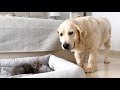 Golden Retriever Reaction to a Tiny Kitten Occupying her Bed