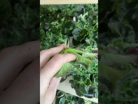 Переукоренение розетки фиалки
