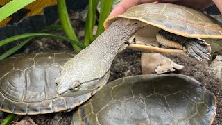 New turtles!! Turtle Unboxing & update