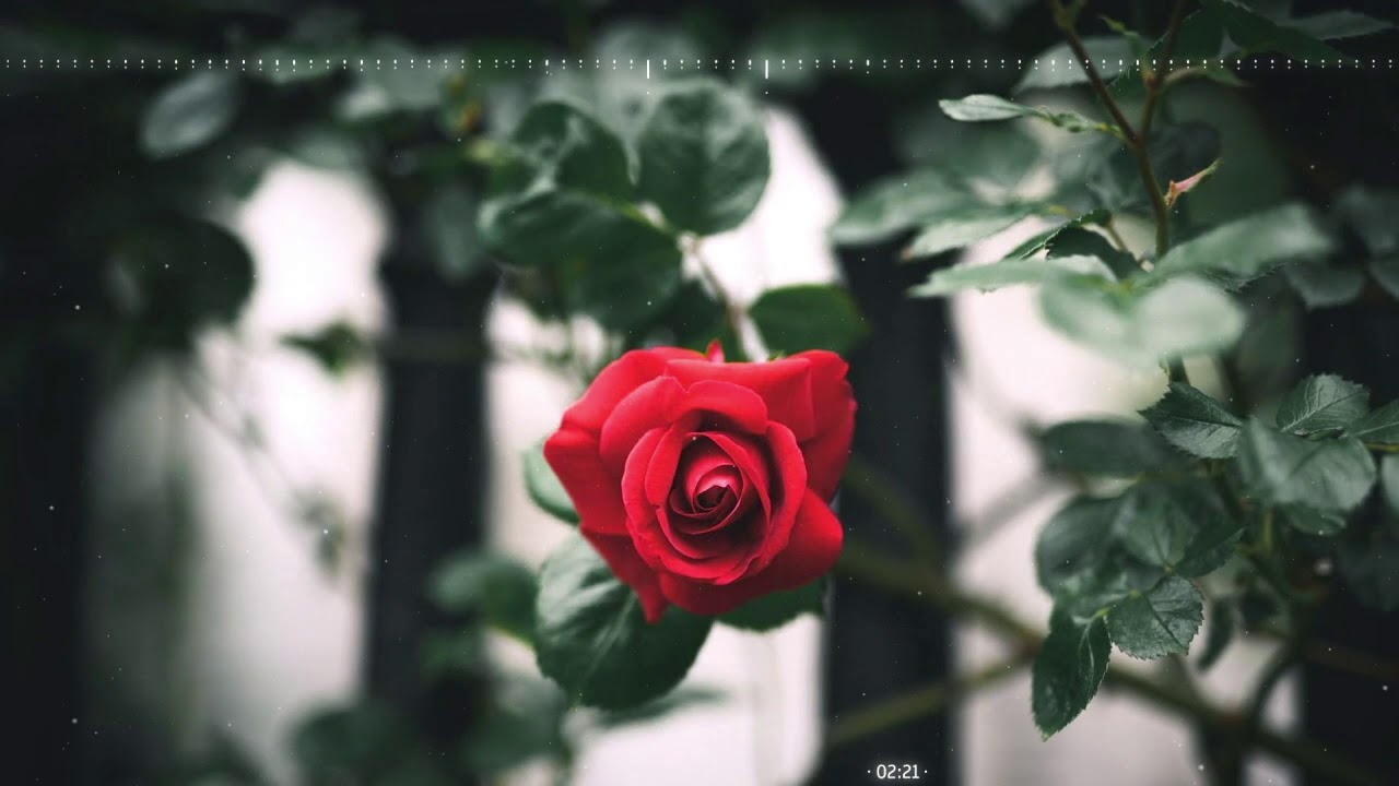 Dj Beautiful Roses Juan Sánchez - Beautiful Rose | ♫ Royalty-Free Uplifting Piano Music ...