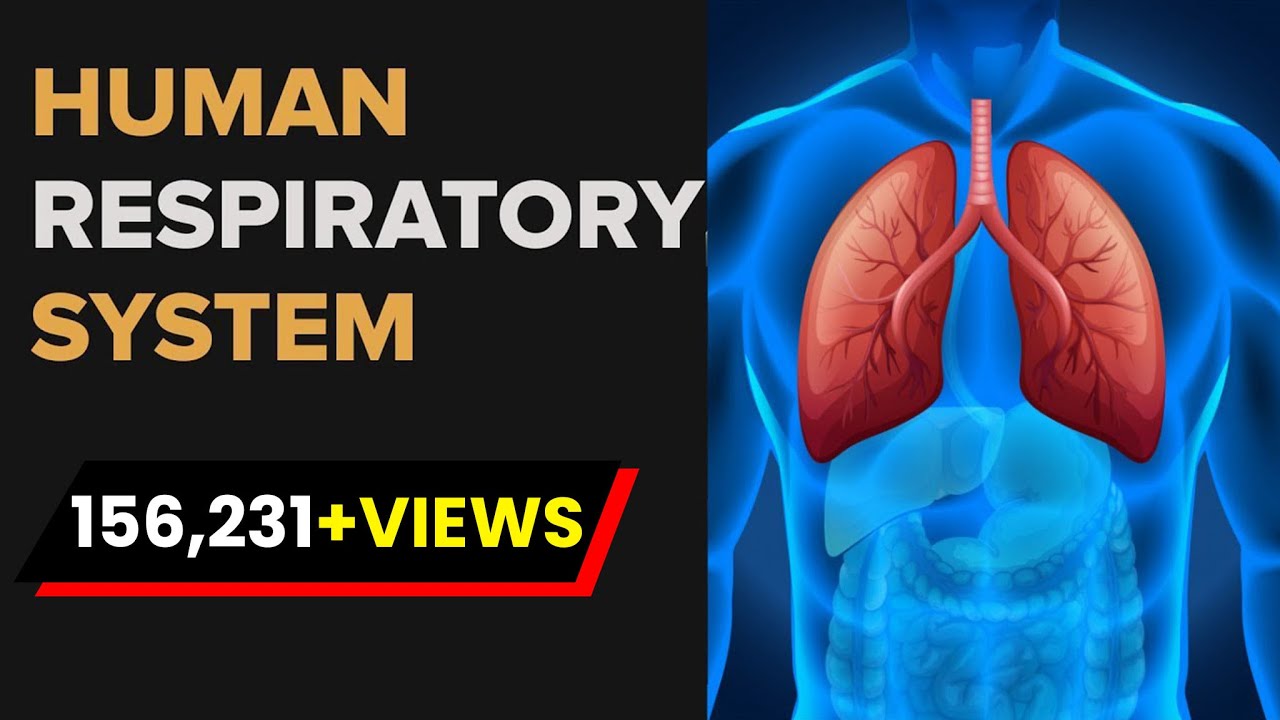 Human Respiratory System | Respiratory System Anatomy | Biology