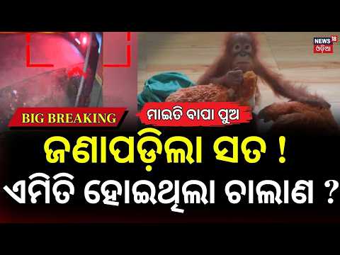 Orangutan Smuggling Case: Digha Hotel Deal Exposed | STF Investigates Wildlife Trafficking Network