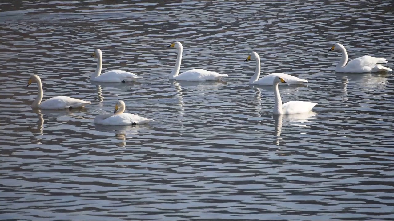 Whooper Swan 