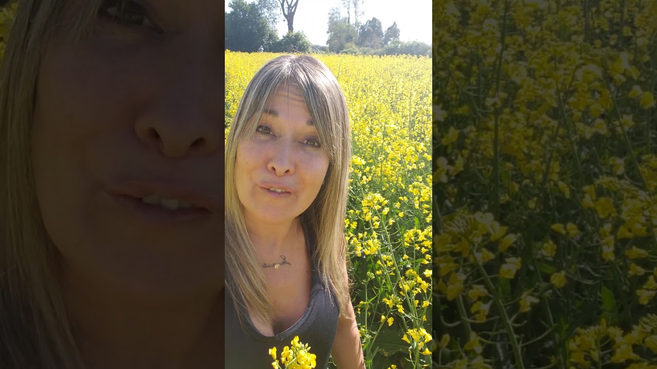 Cultivo de Canola en flor en la región de Los Lagos en Chile🇨🇱