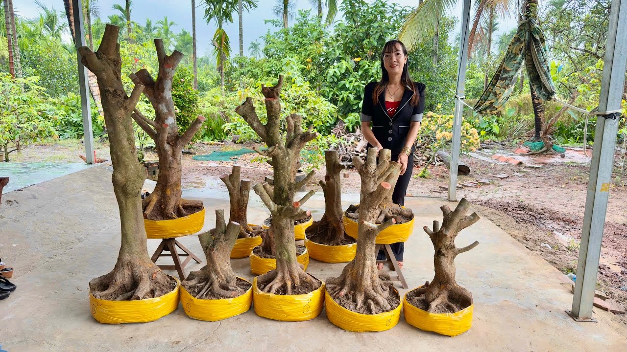 PHÔI MAI VÀNG ngày 27/O2/2026 (#0367863991 PHỤNG) phoi mai vang -  @bonsai Can Tho