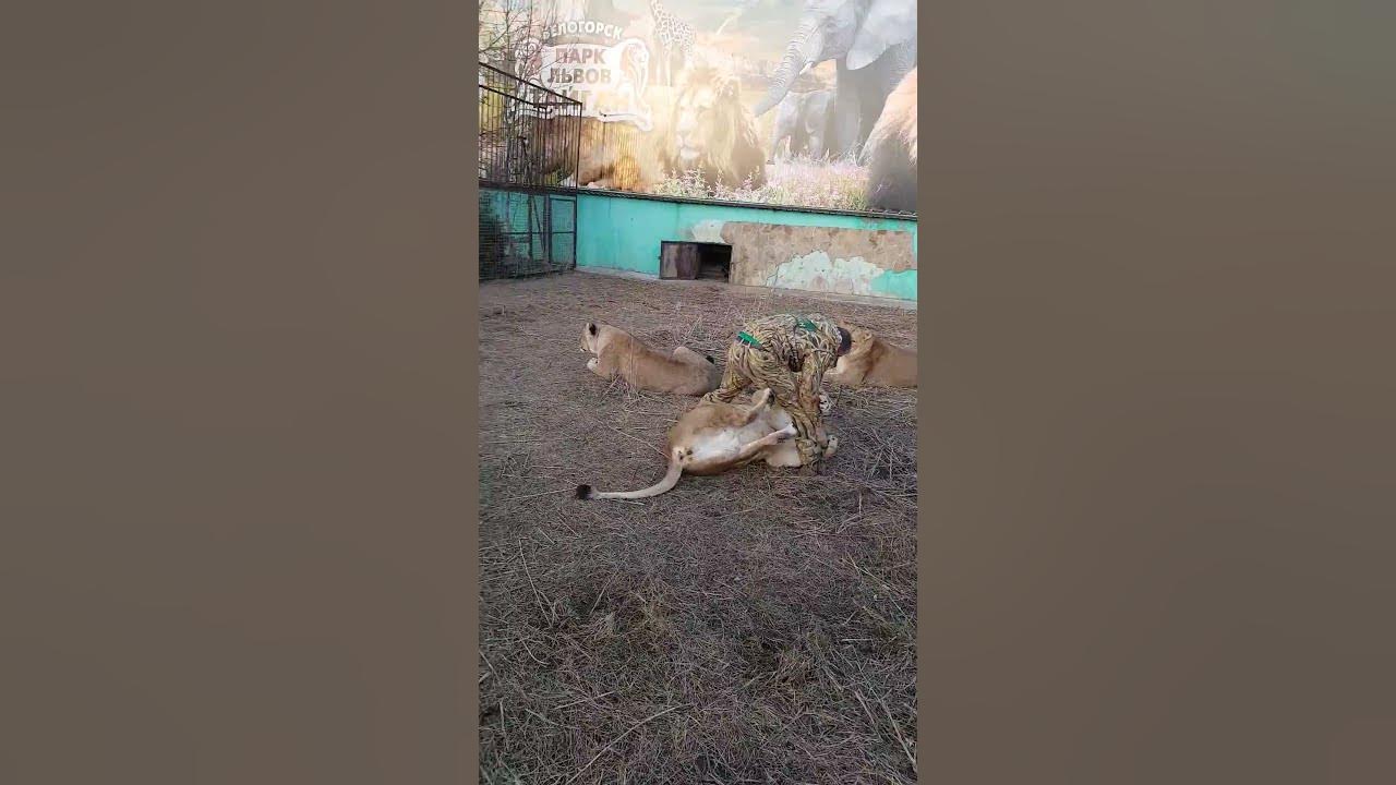 Игры с львицей. Lioness games YouTube