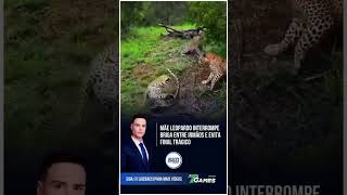Natureza Mãe Leopardo Interrompe Briga Entre Irmãos E Evita Final Trágico