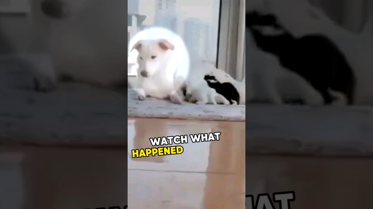 🥰 Tired dog mom gets a surprise 💛 