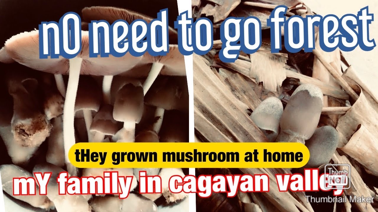 AMAZING my family in Philippines managed to grown mushrooms at home
