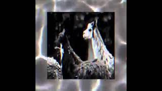 Ecco2k - ECCOLOGY
