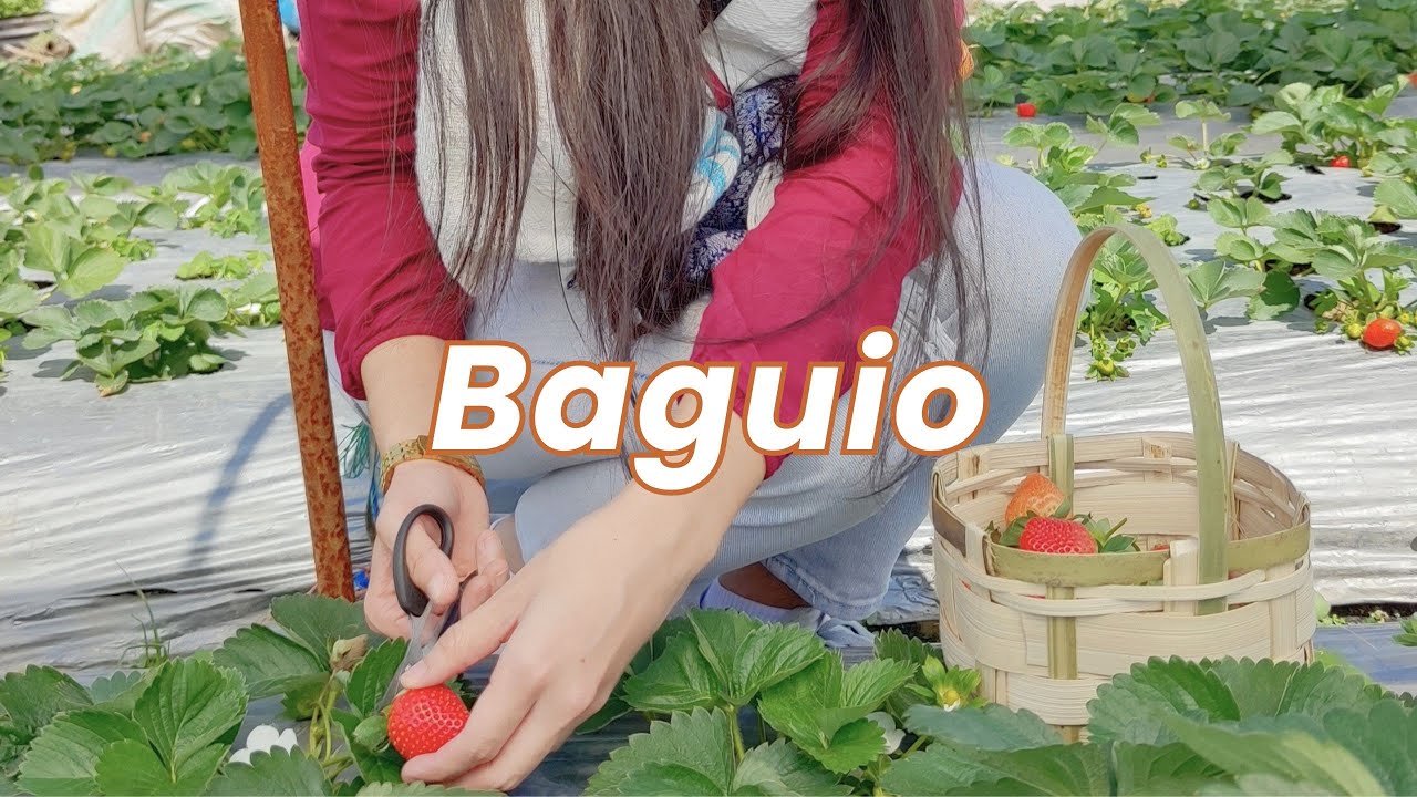 i want to live a country life 🍂 Baguio weekend trip