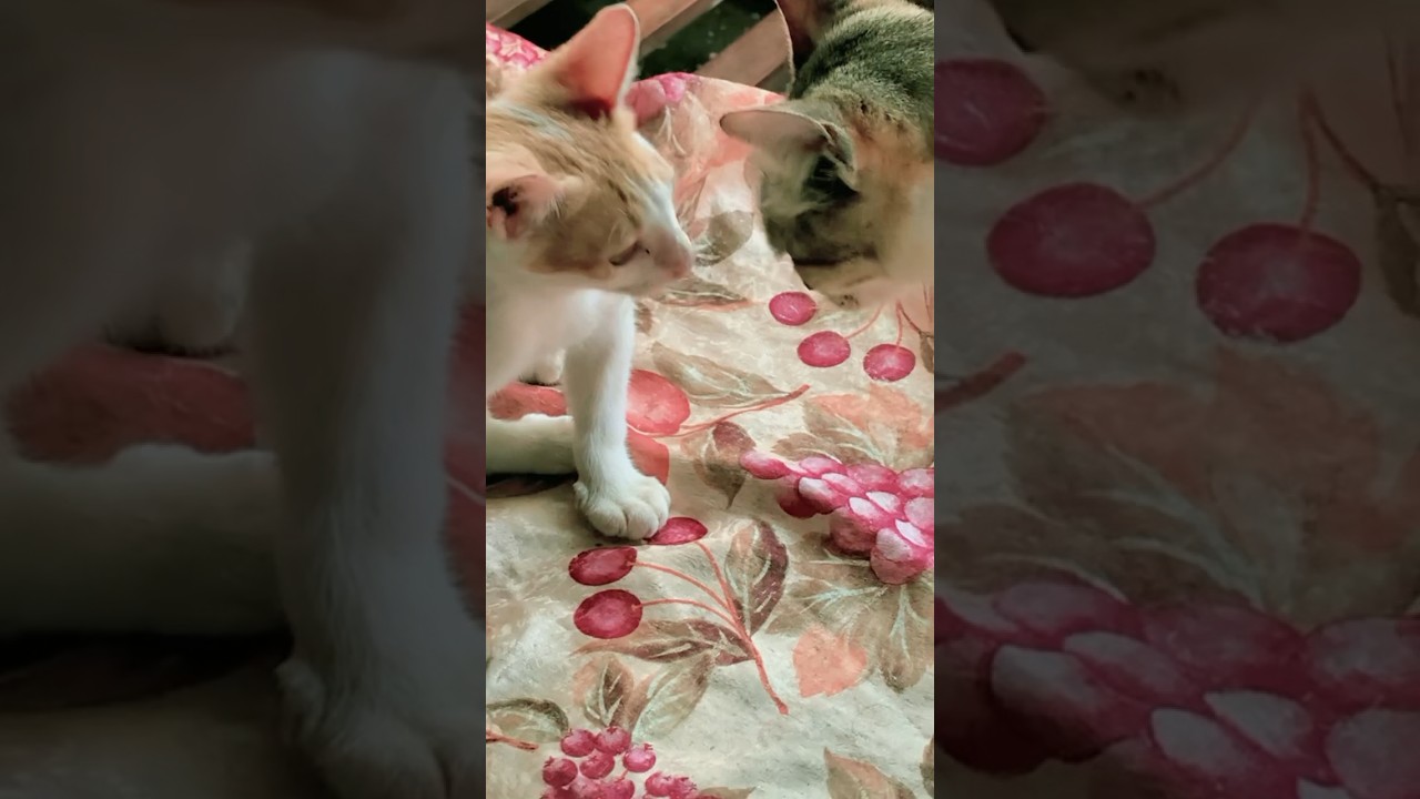 අම්මා මම නාන්න කැමති නෑ අනේ🙀 Tiny paws, big drama – the cutest cat showdown in town 