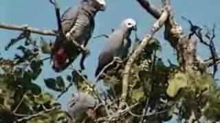 African Grey Parrots waking up in Cameroon Grey Parrots (Psittacus erithacus) waking up in the wild. Excerpted from Pollyvision: Strictly for Parrots, for full length and full quality, check out http://www.parrots.org/index.php/shoptosave/pollyvision or for more info on the plight of Grey Parrots in the wild, help save these wonderful birds, please visit: http://www.parrots.org/savethegreys