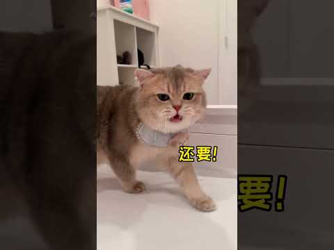What kind of massage technique can make a kitty like this?