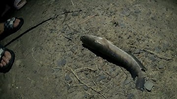 Cắm câu đêm cá lóc, cá trê