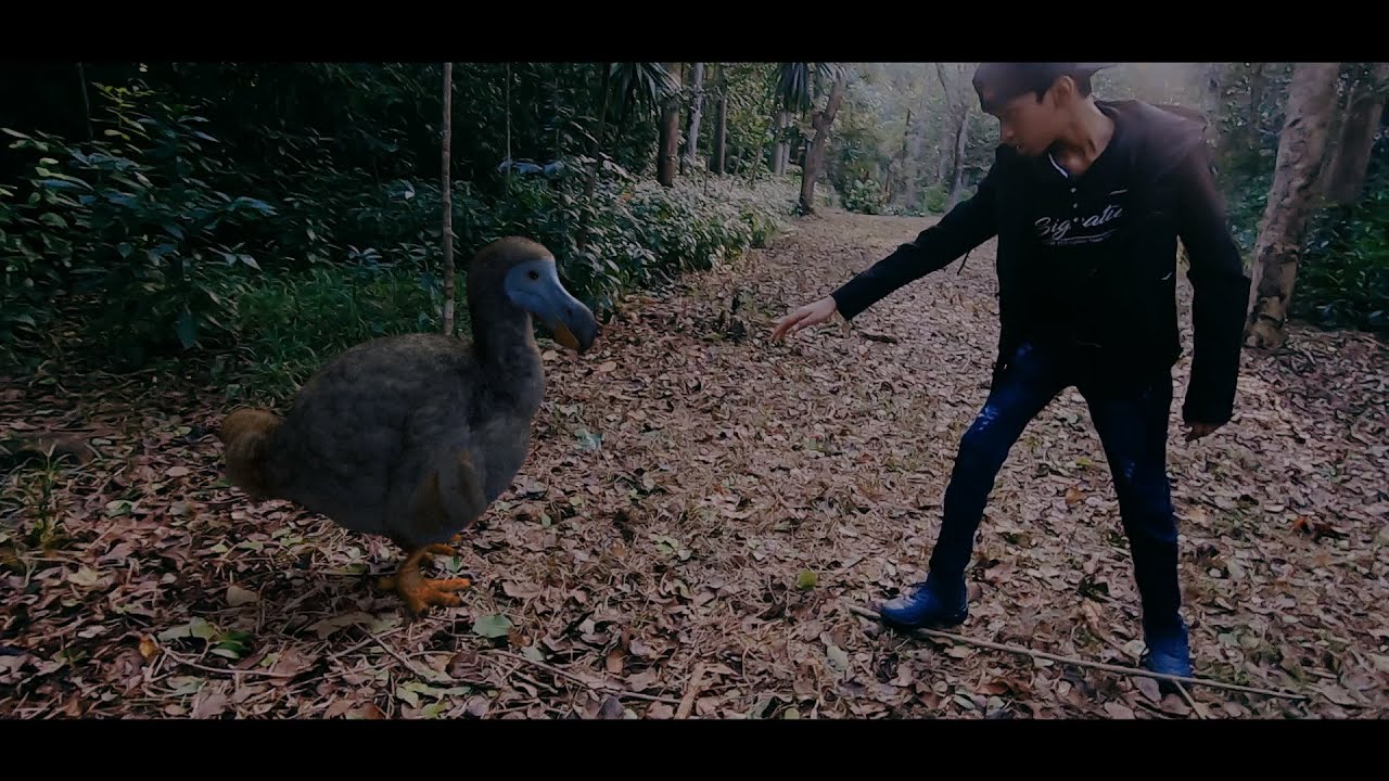 Horaires Des Séances Du Film Dodo 2022 The Dodo - Short Film - YouTube