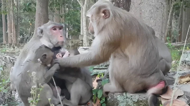 Janet cries loudly when Teresa grab from mom so hurt, Grandma asks Jane touch & kiss Janet