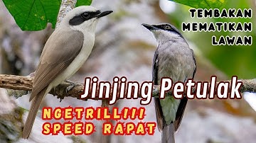 MASTERAN BURUNG JINJING PETULAK | SPEED RAPAT, DURASI PANJANG, SUARA JERNIH ISIAN TEMBAKAN PANJANG