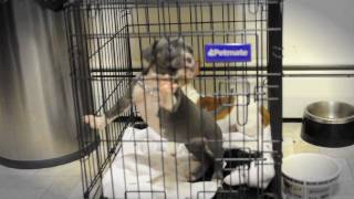 Apbt Gretchen Iman At 6 Weeks