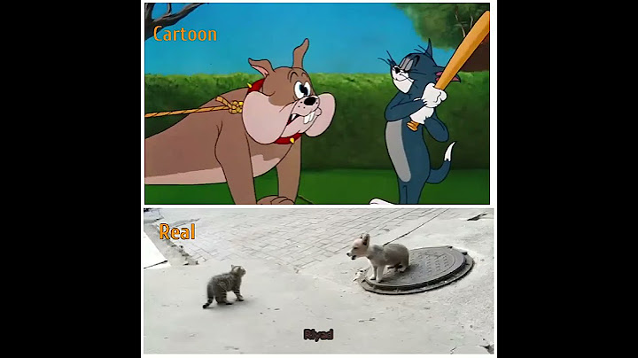 amazing funny videography tom & Jerry | rat & cat