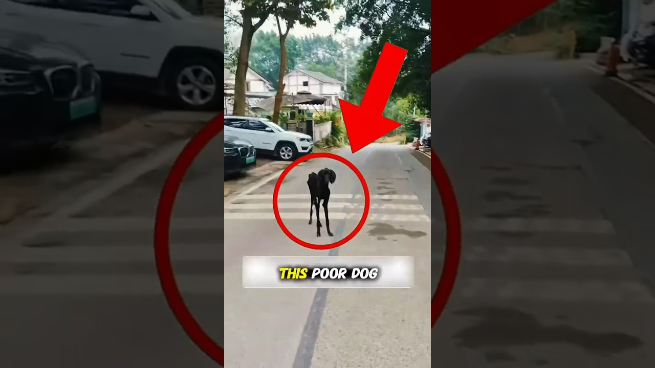 This Dog Has An Epic Transformation 