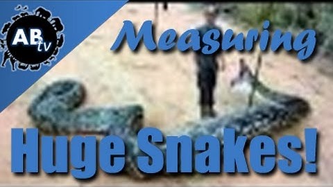 Measuring HUGE SNAKES! SnakeBytesTV : AnimalBytesTV