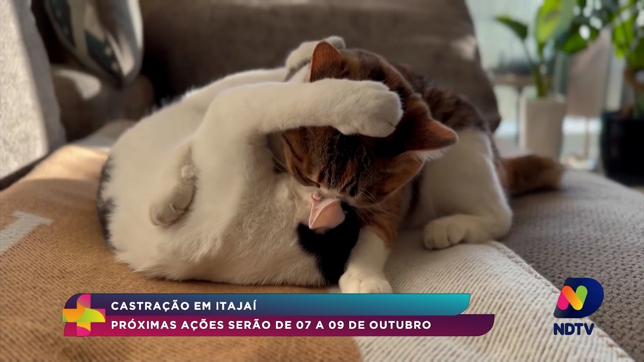 Castração em Itajaí: próximas ações acontecem de 7 a 9 de outubro