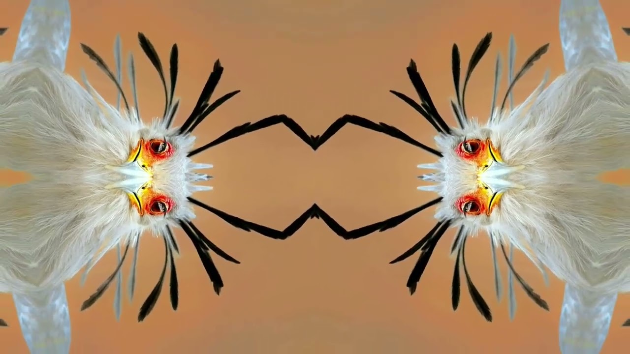 Glitch Wizard x Whirlwind [WiddFam Twitch - August 2022]