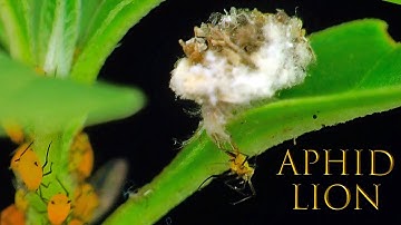 Junk Bug Eats Aphids and Mealybugs