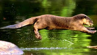 Inside the Secret Lives of Otters - Family, Survival and Adventure