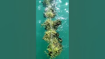 rumput laut metode jaring kantong