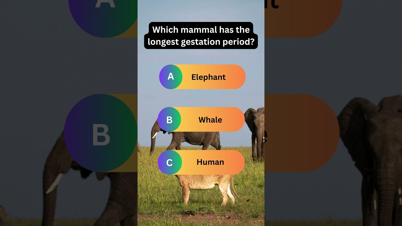 Which Mammal Has the Longest Gestation Period? | Quick General Knowledge Quiz 