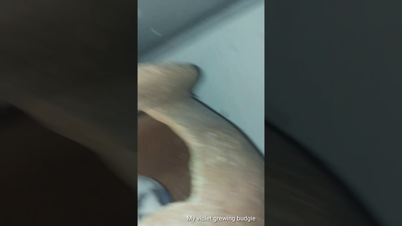 Life of my violet greywing budgie