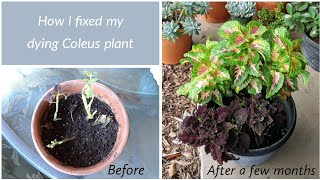 How I Brought My Coleus Plant Back To Life