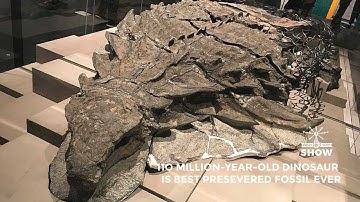 The Best Preserved Dinosaur Fossil Ever Found