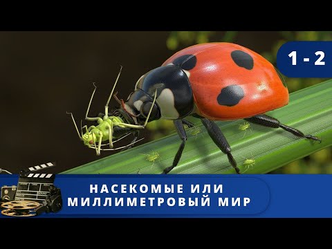 Видео: Что такое полуметаболическое насекомое?