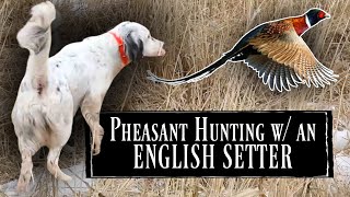 Pheasant Hunting With Pointing Dogs - Youtube