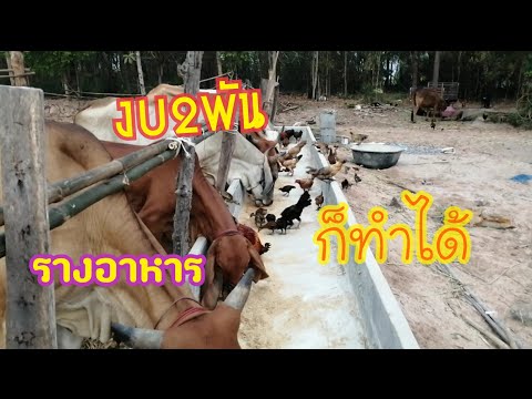2พันบาทก็ทำได้รางอาหารวัวแบบปูน