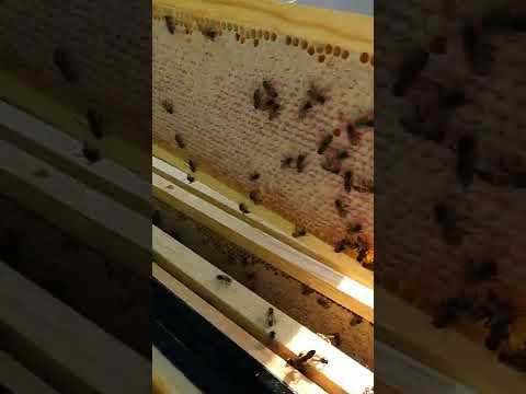 Capped Honey to