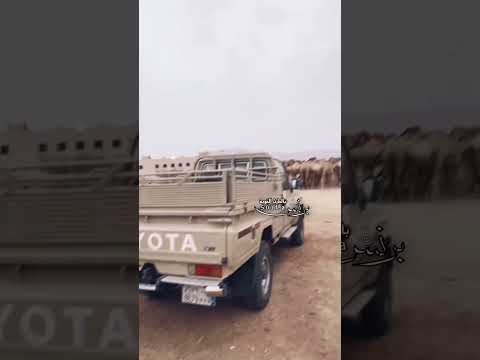 ابل قبيلة بالحارث الخوبه منـ بني الحارث بن كعب مذحج بني الحارث مذحج الطعان محافظة الحرث الابل