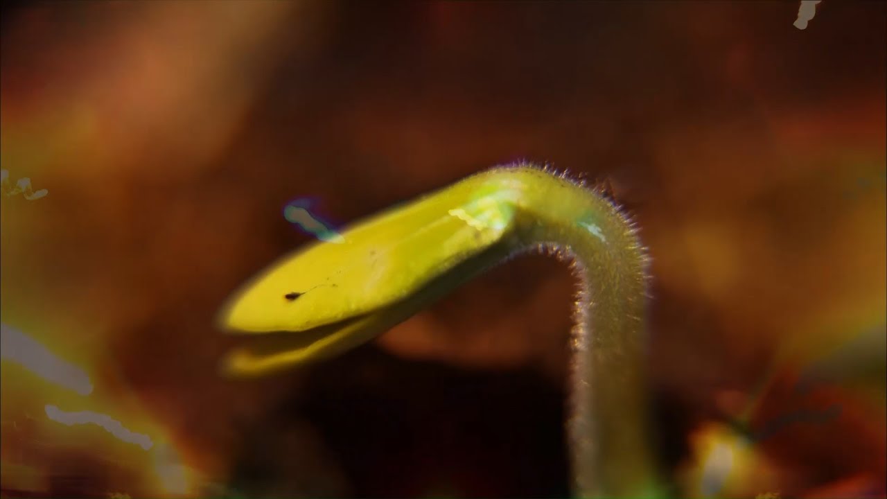 Watch Abiogenesis - Animation on YouTube Watch Abiogenesis - Animation on YouTube