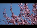 Original Song: springtime (Op.??) Instrumental by Hiroki 20250430i